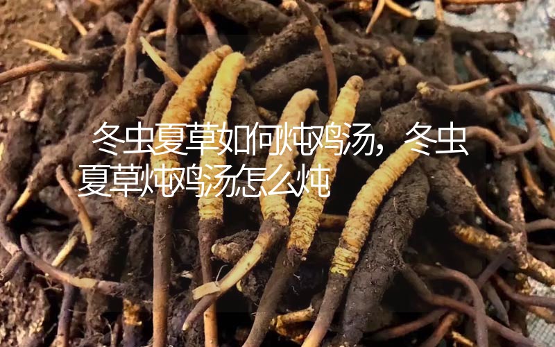 冬蟲(chóng)夏草如何燉雞湯，冬蟲(chóng)夏草燉雞湯怎么燉