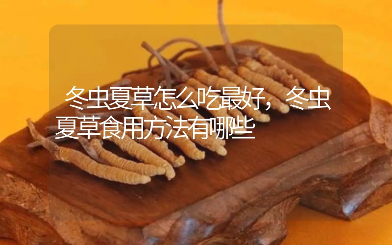 冬蟲夏草怎么吃最好，冬蟲夏草食用方法有哪些
