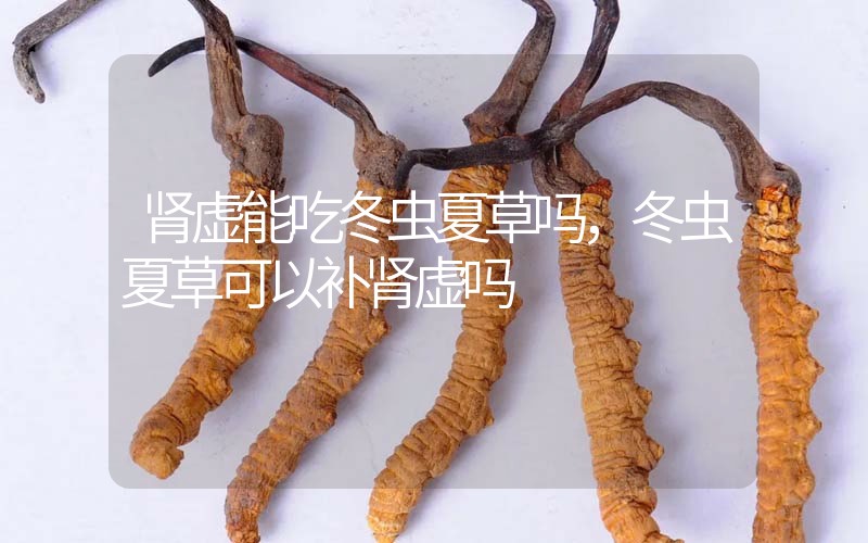 腎虛能吃冬蟲夏草嗎，冬蟲夏草可以補(bǔ)腎虛嗎？