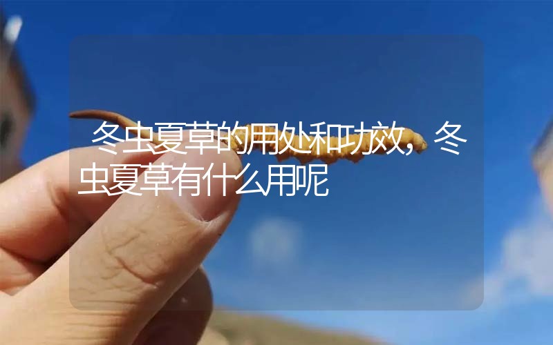 冬蟲(chóng)夏草的用處和用法，冬蟲(chóng)夏草有什么用呢