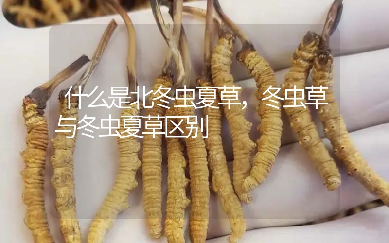 什么是北冬蟲夏草，北冬蟲草與冬蟲夏草區(qū)別