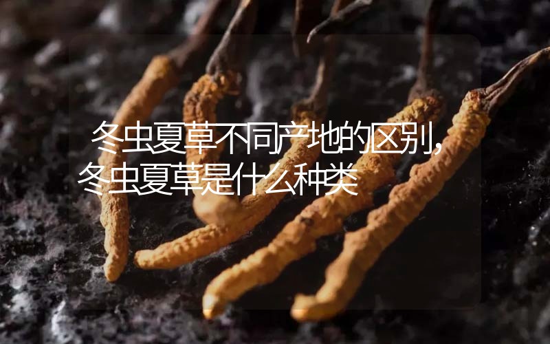 冬蟲夏草不同產(chǎn)地的區(qū)別，冬蟲夏草是什么種類