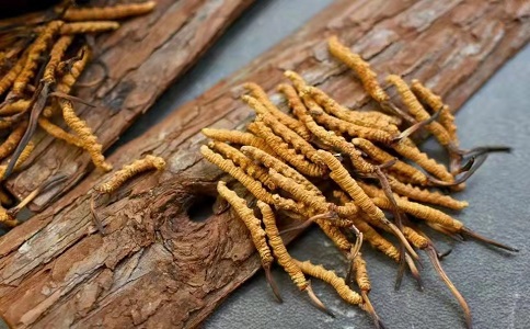 冬蟲夏草多少錢一克，哪個地區(qū)的質(zhì)量比較可靠呢