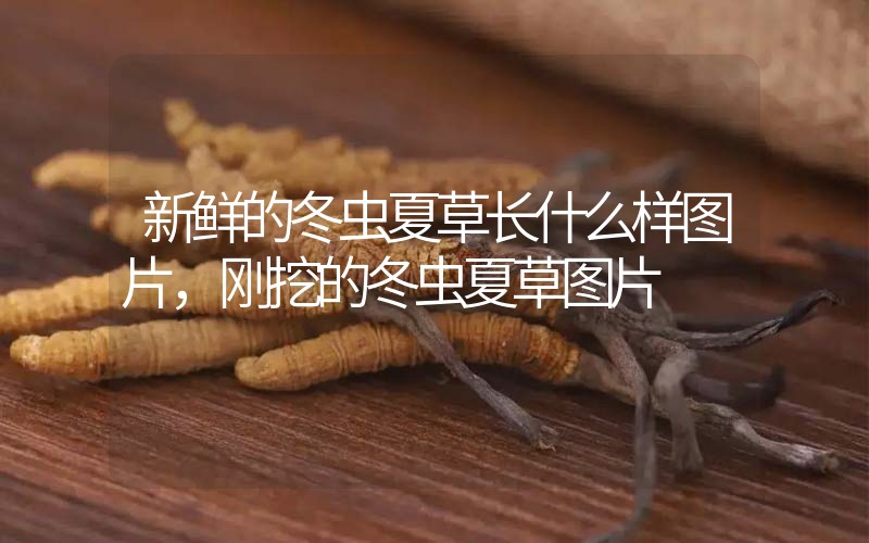 新鮮的冬蟲夏草長什么樣圖片，剛挖的冬蟲夏草圖片