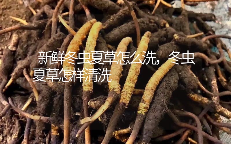 新鮮冬蟲夏草怎么洗，冬蟲夏草怎樣清洗