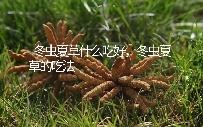 冬蟲夏草什么吃好，冬蟲夏草的吃法