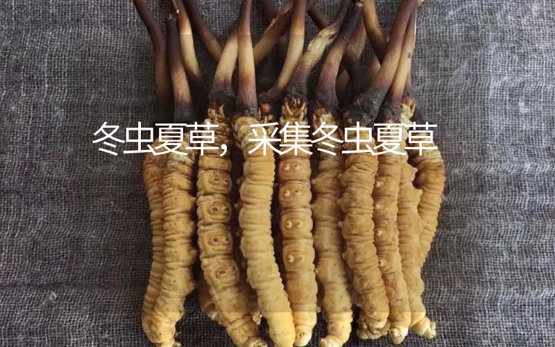 冬蟲夏草采挖時間，什么時候采集冬蟲夏草
