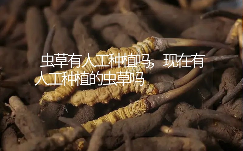 蟲草有人工種植嗎，現(xiàn)在有人工種植的蟲草嗎