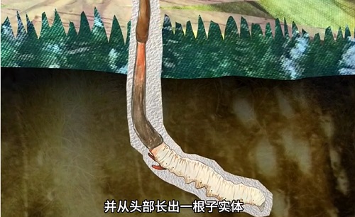 冬蟲夏草到底是蟲還是草？你猜到了嗎？