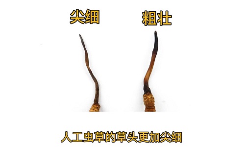 人工蟲草和野生蟲草如何分辨？人工冬蟲夏草怎么鑒別