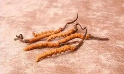 哪個產(chǎn)地的冬蟲夏草營養(yǎng)價值高,哪里的蟲草更好？
