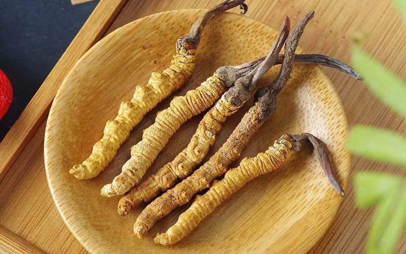 冬蟲夏草作用可以調(diào)節(jié)身體肝臟功能嗎？