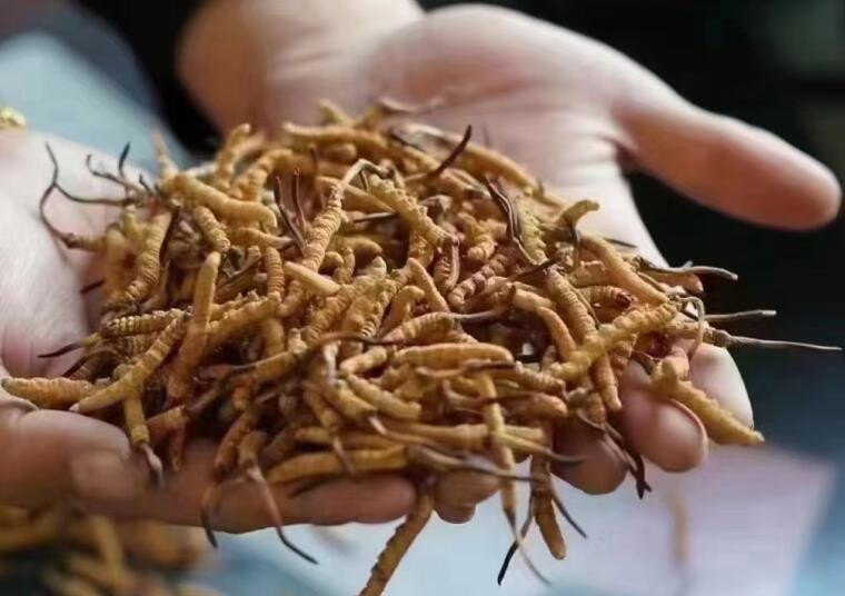 冬蟲夏草成分有哪些?新鮮冬蟲夏草哪里好？