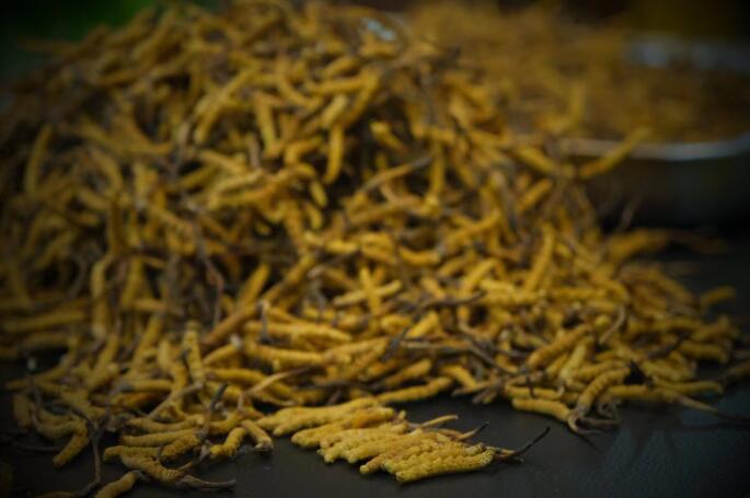 新鮮蟲草和干蟲草的區(qū)別，冬蟲夏草是新鮮的好還是曬干的好？