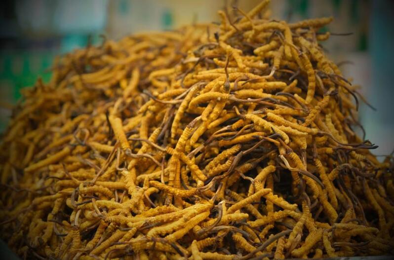 冬蟲夏草的產(chǎn)量為何一年不如一年呢？