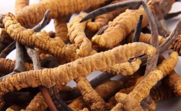 <a href=http://m.yananski.com/chifa/ target=_blank class=infotextkey>冬蟲夏草的吃法</a>