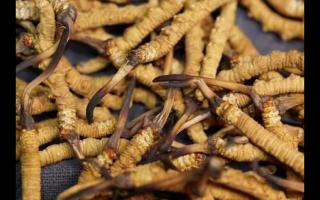 真正的冬蟲(chóng)夏草怎么判斷真假？