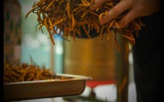 南方冬蟲夏草怎么防潮 不會(huì)變質(zhì)？