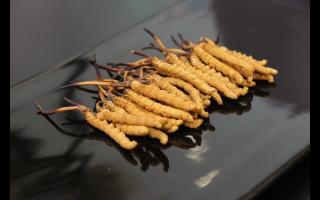 消費(fèi)者對冬蟲夏草有哪些誤區(qū)？