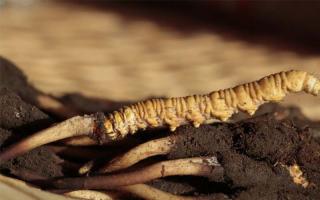 如何鑒別冬蟲夏草？這些細節(jié)了解一下