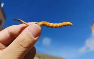 體驗純凈的自然風(fēng)味，選擇冬蟲夏草