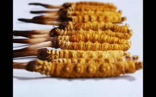 新鮮冬蟲夏草的干燥方法及其對(duì)營(yíng)養(yǎng)成分的影響？