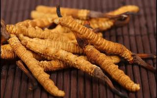新鮮的冬蟲夏草怎么保存不會(huì)變質(zhì)？
