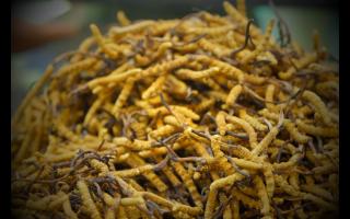 新鮮冬蟲(chóng)夏草怎么處理，可以自己曬干嗎？