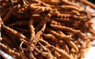 了解冬蟲夏草：起源、生長環(huán)境與特點！