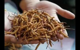 新鮮冬蟲夏草怎么保存，謹(jǐn)記五要素！