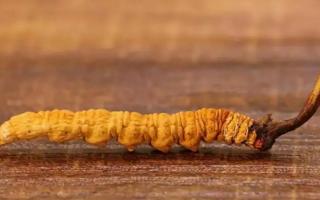 大小不一的冬蟲夏草有何區(qū)別？