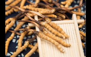依據(jù)氣味來(lái)鑒別冬蟲夏草的方法！