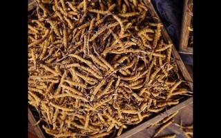 購(gòu)買大量冬蟲夏草時(shí)應(yīng)如何保存，才不會(huì)變質(zhì)！
