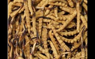 冬蟲夏草的用量和用法你吃對了嗎？