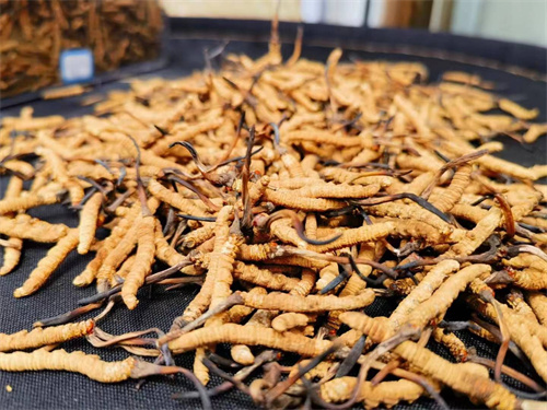 哪些人不能吃冬蟲夏草？這5類人慎食冬蟲夏草