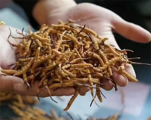 冬蟲夏草怎么吃最好？