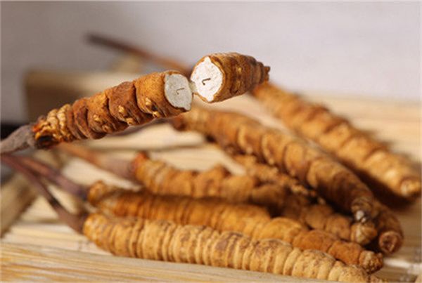 冬蟲(chóng)夏草怎么食用？冬蟲(chóng)夏草的食用指南