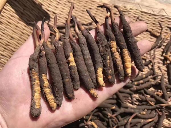 新鮮的冬蟲夏草怎么保存方法？讓珍貴之草保持活力