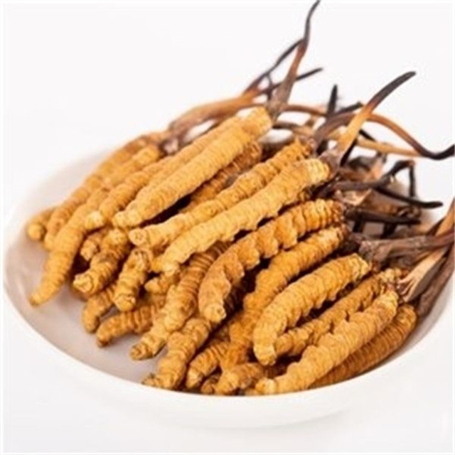 真的冬蟲夏草什么價(jià)格？冬蟲夏草價(jià)格的波動(dòng)與市場(chǎng)影響因素