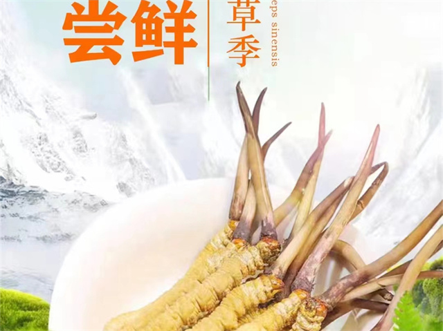 冬蟲夏草可以嫁接嗎？冬蟲夏草的形成過程極為特殊和復(fù)雜