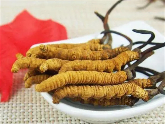 冬蟲(chóng)夏草怎么食用？冬蟲(chóng)夏草的4種食用方法