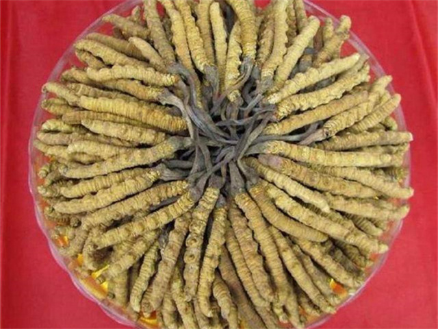 冬蟲夏草價(jià)格一克多少錢？影響冬蟲夏草價(jià)格的4個(gè)因素