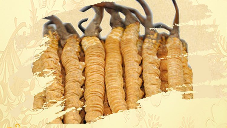 冬蟲(chóng)夏草御寒效果好嗎？科學(xué)解讀其抗寒機(jī)制