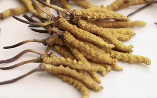 水溫決定營養(yǎng)！冬蟲夏草鮮草泡水溫度全解析?