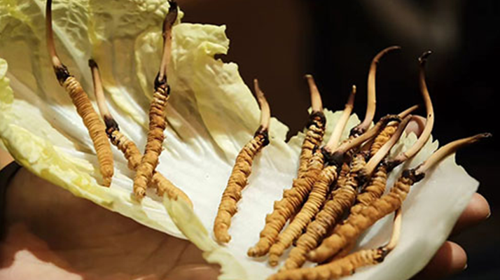 冬蟲(chóng)夏草：干草與鮮草的終極對(duì)比，哪種更適合你？