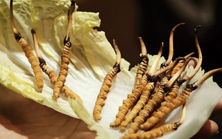 冬蟲(chóng)夏草：干草與鮮草的終極對(duì)比，哪種更適合你？