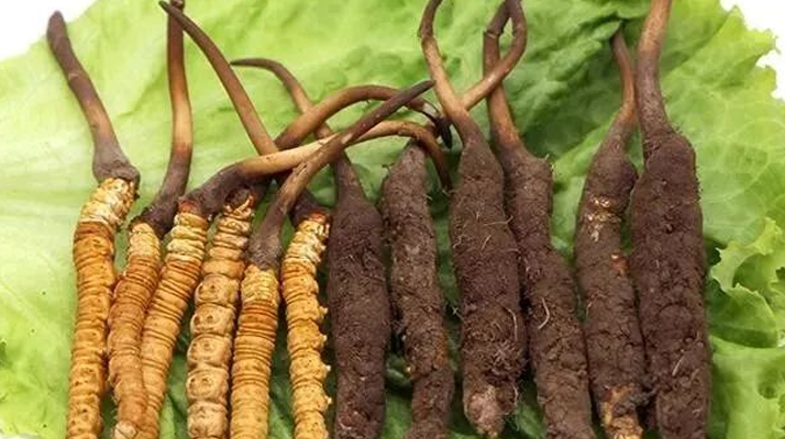 到哪里買新鮮的冬蟲夏草？三步辨真?zhèn)?，四大渠道安心?gòu)