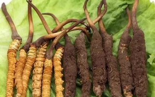 到哪里買新鮮的冬蟲夏草？三步辨真?zhèn)?，四大渠道安心?> </div>
            <div   id=