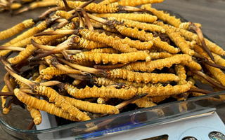 冬蟲(chóng)夏草鮮草的黃金食用期，你知道嗎？