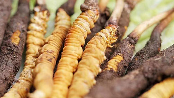 冬蟲(chóng)夏草：曬干食用還是鮮食更優(yōu)？